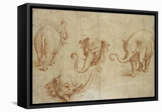 Four Studies of an Elephant-Giulio Romano-Framed Stretched Canvas