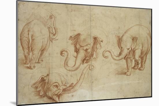 Four Studies of an Elephant-Giulio Romano-Mounted Giclee Print