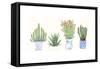 Four Succulents I-Melissa Wang-Framed Stretched Canvas