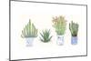 Four Succulents I-Melissa Wang-Mounted Premium Giclee Print