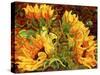 Four Sunflowers-Mandy Budan-Stretched Canvas