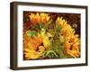 Four Sunflowers-Mandy Budan-Framed Giclee Print