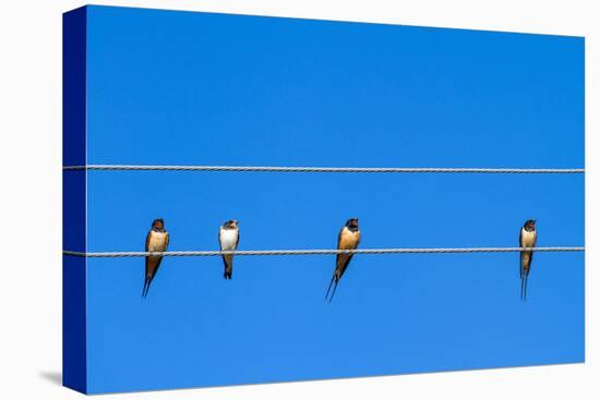 Four Swallows Sitting on a Wire against Blue Sky Background-mazzzur-Stretched Canvas