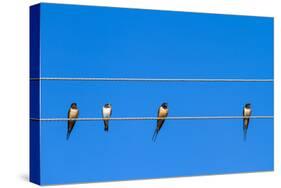 Four Swallows Sitting on a Wire against Blue Sky Background-mazzzur-Stretched Canvas