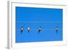 Four Swallows Sitting on a Wire against Blue Sky Background-mazzzur-Framed Photographic Print