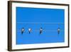 Four Swallows Sitting on a Wire against Blue Sky Background-mazzzur-Framed Photographic Print