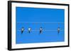 Four Swallows Sitting on a Wire against Blue Sky Background-mazzzur-Framed Photographic Print