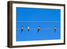 Four Swallows Sitting on a Wire against Blue Sky Background-mazzzur-Framed Photographic Print