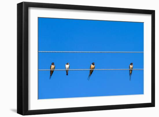 Four Swallows Sitting on a Wire against Blue Sky Background-mazzzur-Framed Photographic Print