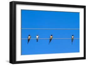 Four Swallows Sitting on a Wire against Blue Sky Background-mazzzur-Framed Photographic Print