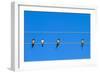 Four Swallows Sitting on a Wire against Blue Sky Background-mazzzur-Framed Photographic Print