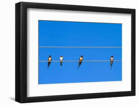 Four Swallows Sitting on a Wire against Blue Sky Background-mazzzur-Framed Photographic Print