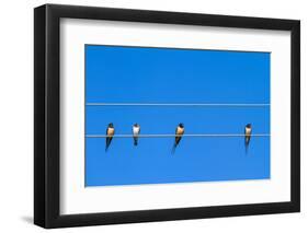 Four Swallows Sitting on a Wire against Blue Sky Background-mazzzur-Framed Photographic Print