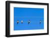 Four Swallows Sitting on a Wire against Blue Sky Background-mazzzur-Framed Photographic Print