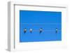 Four Swallows Sitting on a Wire against Blue Sky Background-mazzzur-Framed Photographic Print