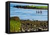 Four Swimmers on Long Island Beach Photo Poster Print-null-Framed Stretched Canvas