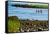 Four Swimmers on Long Island Beach Photo Poster Print-null-Framed Stretched Canvas