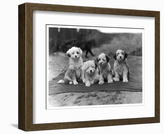 Four Tibetan Terrier Puppies Sitting in a Row. Owner: Greig-null-Framed Photographic Print
