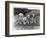 Four Tibetan Terrier Puppies Sitting in a Row. Owner: Greig-null-Framed Photographic Print