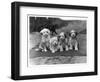 Four Tibetan Terrier Puppies Sitting in a Row. Owner: Greig-null-Framed Photographic Print