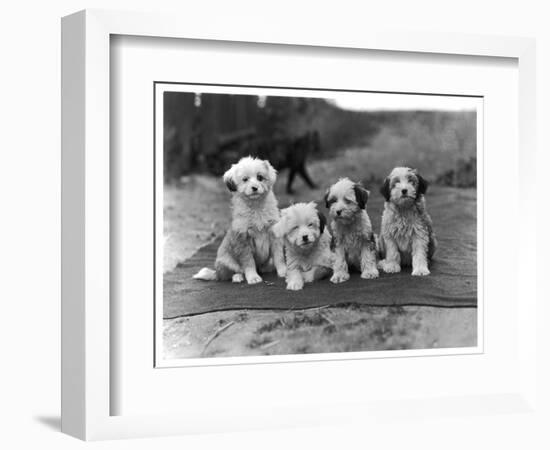 Four Tibetan Terrier Puppies Sitting in a Row. Owner: Greig-null-Framed Photographic Print