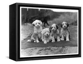 Four Tibetan Terrier Puppies Sitting in a Row. Owner: Greig-null-Framed Stretched Canvas