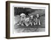 Four Tibetan Terrier Puppies Sitting in a Row. Owner: Greig-null-Framed Photographic Print