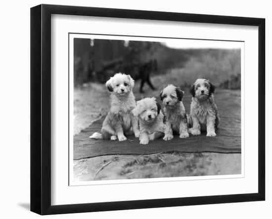 Four Tibetan Terrier Puppies Sitting in a Row. Owner: Greig-null-Framed Photographic Print