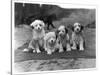 Four Tibetan Terrier Puppies Sitting in a Row. Owner: Greig-null-Stretched Canvas