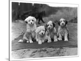 Four Tibetan Terrier Puppies Sitting in a Row. Owner: Greig-null-Stretched Canvas