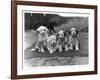 Four Tibetan Terrier Puppies Sitting in a Row. Owner: Greig-null-Framed Photographic Print