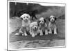 Four Tibetan Terrier Puppies Sitting in a Row. Owner: Greig-null-Mounted Photographic Print