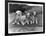 Four Tibetan Terrier Puppies Sitting in a Row. Owner: Greig-null-Framed Photographic Print