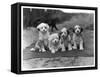 Four Tibetan Terrier Puppies Sitting in a Row. Owner: Greig-null-Framed Stretched Canvas