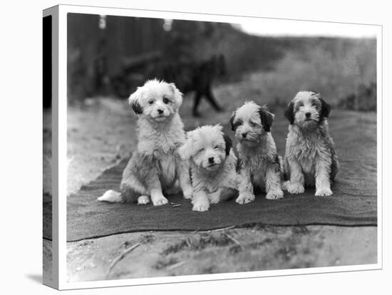 Four Tibetan Terrier Puppies Sitting in a Row. Owner: Greig-null-Stretched Canvas