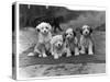 Four Tibetan Terrier Puppies Sitting in a Row. Owner: Greig-null-Stretched Canvas