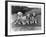 Four Tibetan Terrier Puppies Sitting in a Row. Owner: Greig-null-Framed Photographic Print