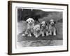 Four Tibetan Terrier Puppies Sitting in a Row. Owner: Greig-null-Framed Photographic Print