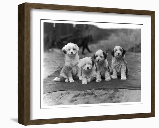 Four Tibetan Terrier Puppies Sitting in a Row. Owner: Greig-null-Framed Premium Photographic Print