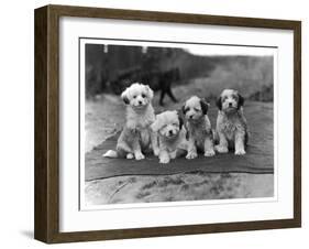 Four Tibetan Terrier Puppies Sitting in a Row. Owner: Greig-null-Framed Premium Photographic Print