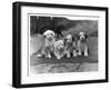 Four Tibetan Terrier Puppies Sitting in a Row. Owner: Greig-null-Framed Premium Photographic Print