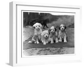 Four Tibetan Terrier Puppies Sitting in a Row. Owner: Greig-null-Framed Premium Photographic Print