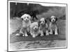 Four Tibetan Terrier Puppies Sitting in a Row. Owner: Greig-null-Mounted Premium Photographic Print