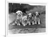 Four Tibetan Terrier Puppies Sitting in a Row. Owner: Greig-null-Framed Photographic Print