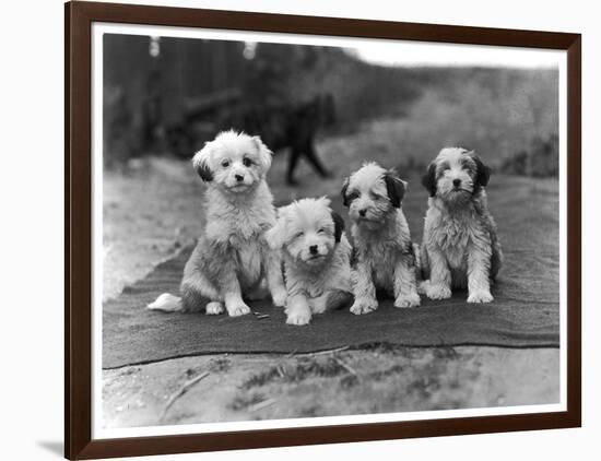 Four Tibetan Terrier Puppies Sitting in a Row. Owner: Greig-null-Framed Photographic Print