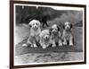 Four Tibetan Terrier Puppies Sitting in a Row. Owner: Greig-null-Framed Photographic Print