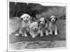 Four Tibetan Terrier Puppies Sitting in a Row. Owner: Greig-null-Mounted Photographic Print