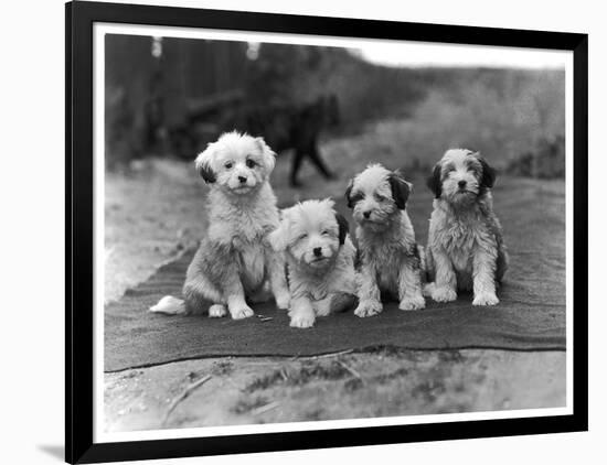 Four Tibetan Terrier Puppies Sitting in a Row. Owner: Greig-null-Framed Photographic Print