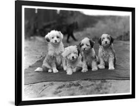 Four Tibetan Terrier Puppies Sitting in a Row. Owner: Greig-null-Framed Photographic Print