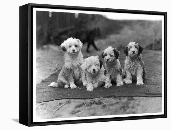 Four Tibetan Terrier Puppies Sitting in a Row. Owner: Greig-null-Framed Stretched Canvas